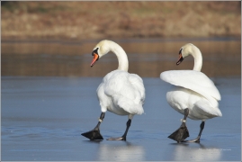 <p>Labuť velká (Cygnus olor) –--- /Mute schwan – Höckerschwan/</p>